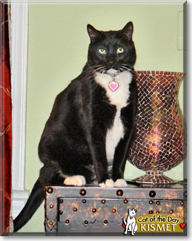 Kismet, the Cat of the Day