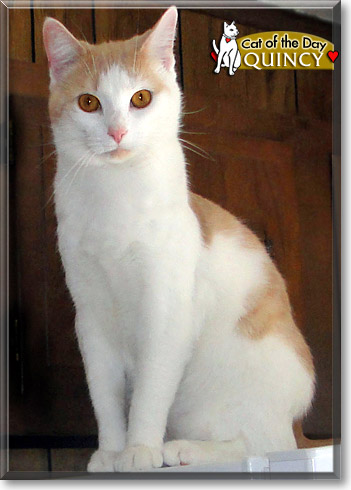Quincy, the Cat of the Day