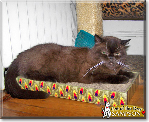 Sampson, the Cat of the Day