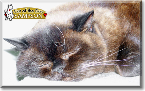 Sampson, the Cat of the Day