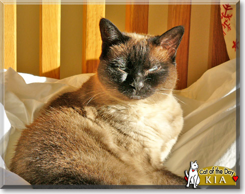 Kia, the Cat of the Day Kia, the Cat of the Day