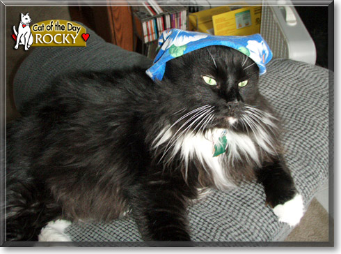 Rocky, the Cat of the Day
