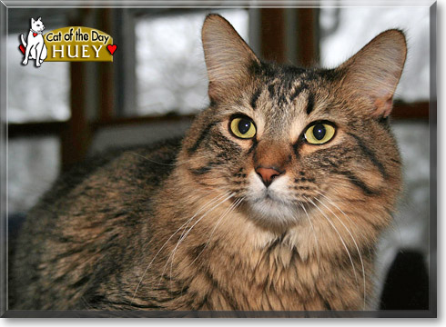 Huey, the Cat of the Day
