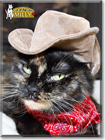 Milly, the Cat of the Day
