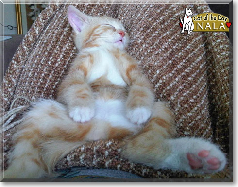 Nala, the Cat of the Day
