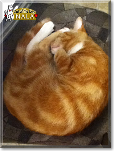 Nala, the Cat of the Day
