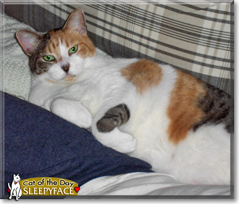 Sleepyface, the Cat of the Day