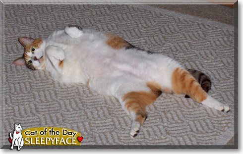 Sleepyface, the Cat of the Day