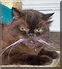 Sampson