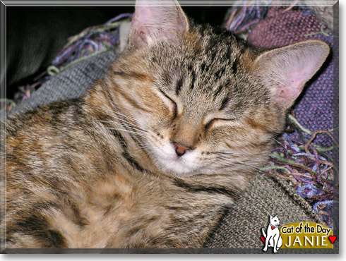 Janie, the Cat of the Day