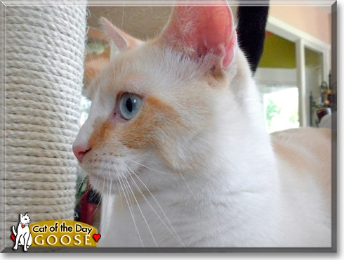 Goose, the Cat of the Day