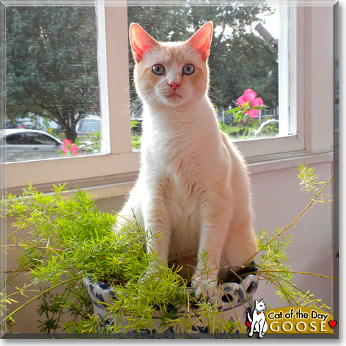Goose, the Cat of the Day Goose, the Cat of the Day