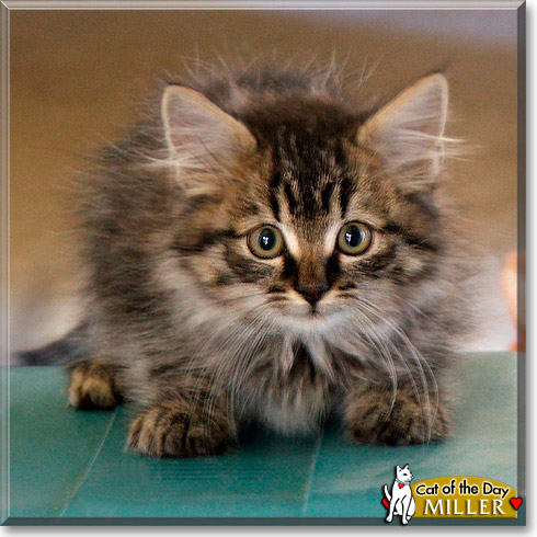 Miller, the Cat of the Day