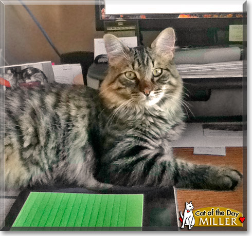 Miller, the Cat of the Day Miller, the Cat of the Day