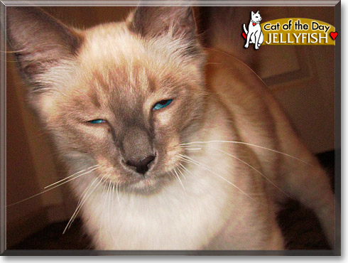 Jellyfish, the Cat of the Day
