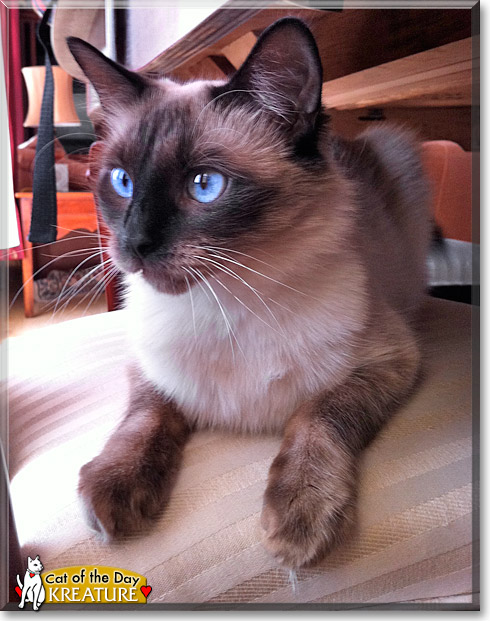 Kreature, the Cat of the Day