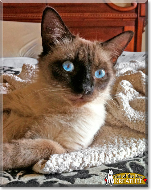 Kreature, the Cat of the Day Kreature, the Cat of the Day