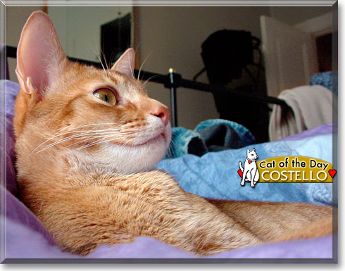Costello, the Cat of the Day