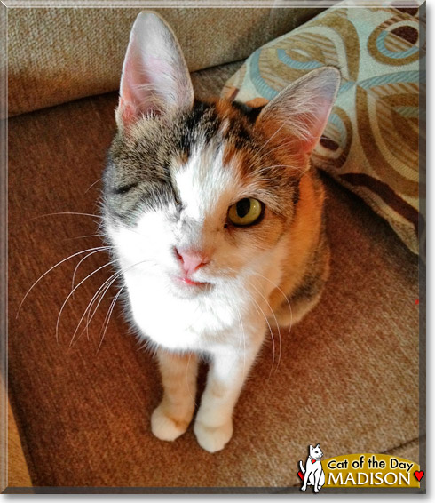 Madison, the Cat of the Day