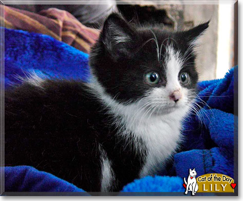 Lily, the Cat of the Day