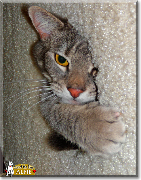 Alfie, the Cat of the Day