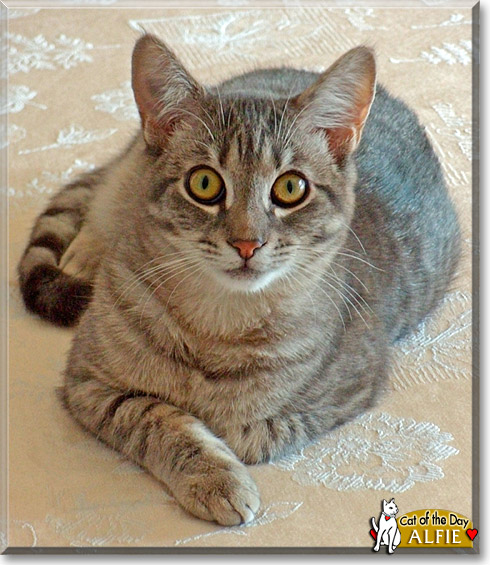 Alfie, the Cat of the Day