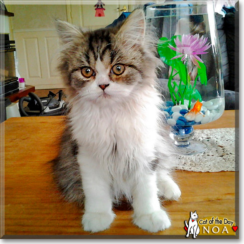 Noa, the Cat of the Day Noa, the Cat of the Day