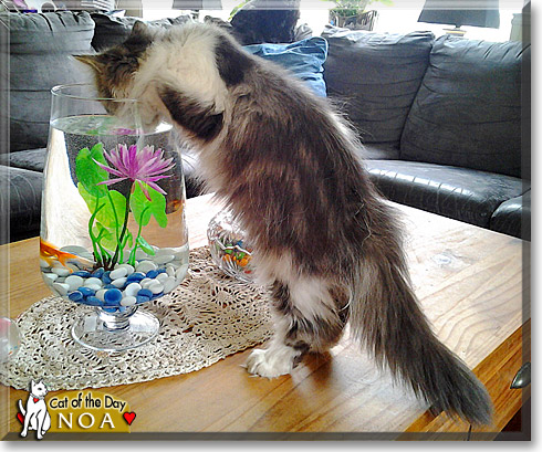 Noa, the Cat of the Day Noa, the Cat of the Day