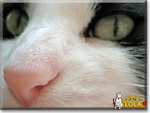 Lola, the Cat of the Day