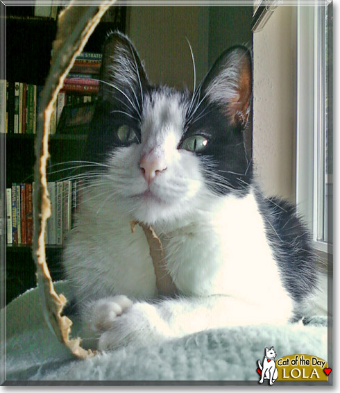 Lola, the Cat of the Day