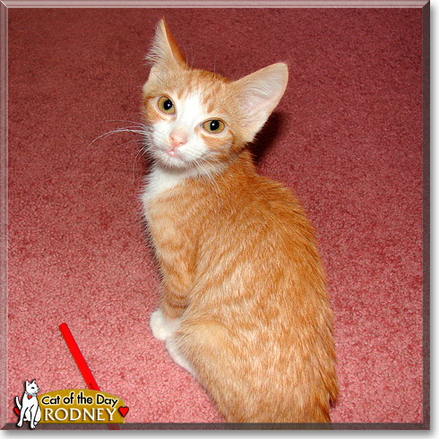 Rodney, the Cat of the Day
