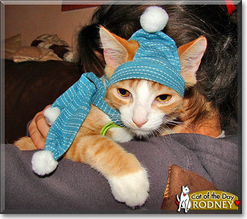 Rodney, the Cat of the Day