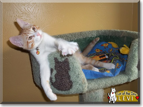 Levi, the Cat of the Day