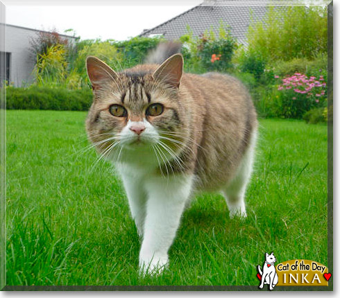 Inka, the Cat of the Day