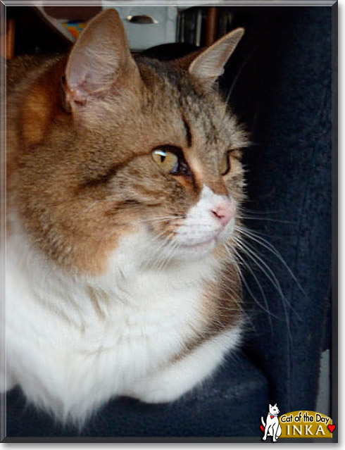 Inka, the Cat of the Day Inka, the Cat of the Day