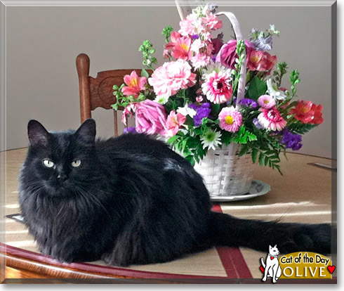 Olive, the Cat of the Day