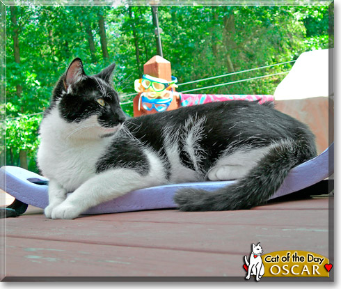 Oscar, the Cat of the Day