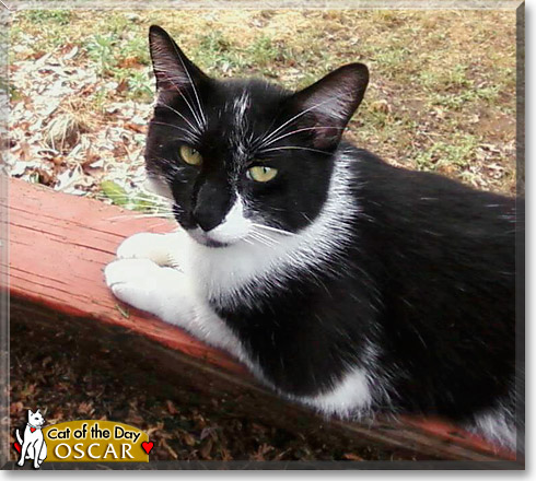 Oscar, the Cat of the Day Oscar, the Cat of the Day