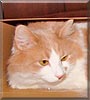 Hairball