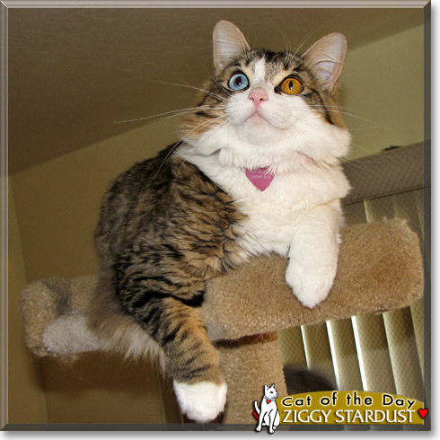 Ziggy Stardust, the Cat of the Day