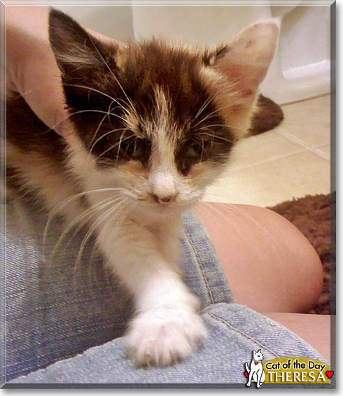 Theresa, the Cat of the Day
