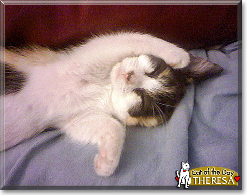 Theresa, the Cat of the Day