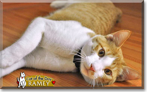 Ramey, the Cat of the Day