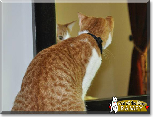 Ramey, the Cat of the Day