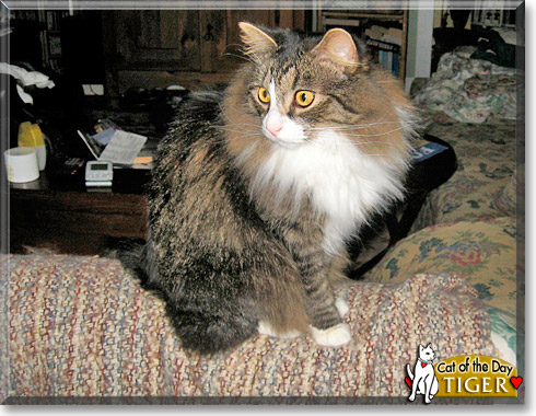 Tiger, the Cat of the Day