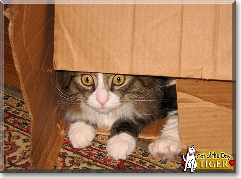Tiger, the Cat of the Day
