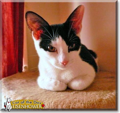 Eisenhower, the Cat of the Day