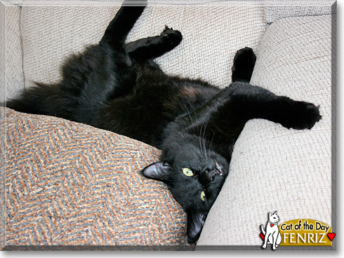 Fenriz, the Cat of the Day