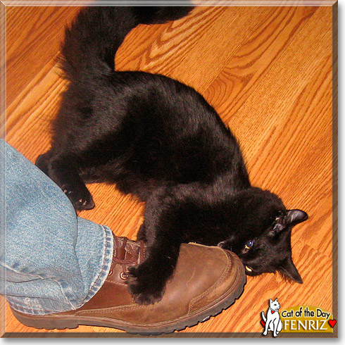Fenriz, the Cat of the Day