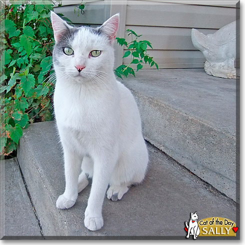 Sally, the Cat of the Day